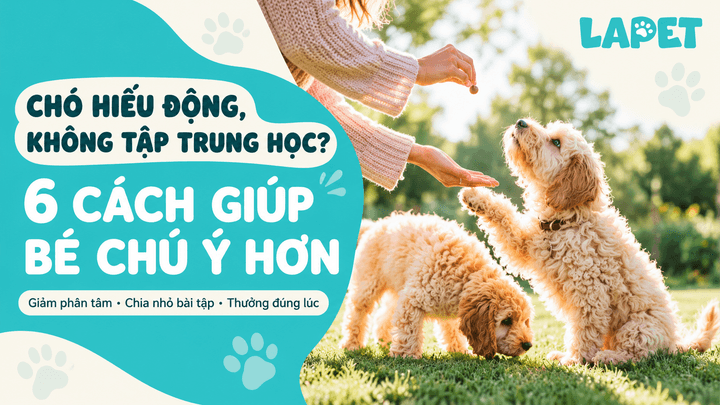 CHÓ HIẾU ĐỘNG, KHÔNG TẬP TRUNG HỌC: 6 CÁCH GIÚP BÉ CHÚ Ý HƠN