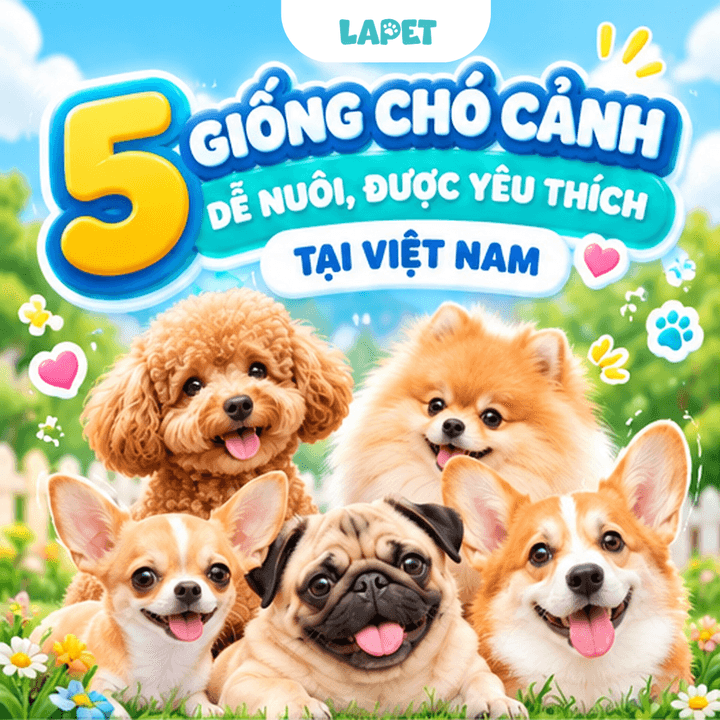 Khám phá 5 giống chó cảnh dễ nuôi, được yêu thích tại Việt Nam 