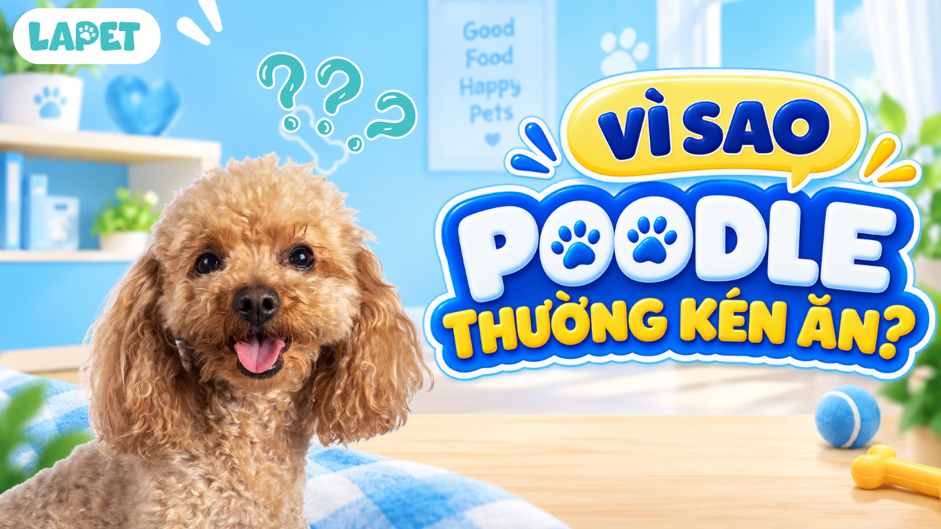 VÌ SAO POODLE THƯỜNG KÉN ĂN?