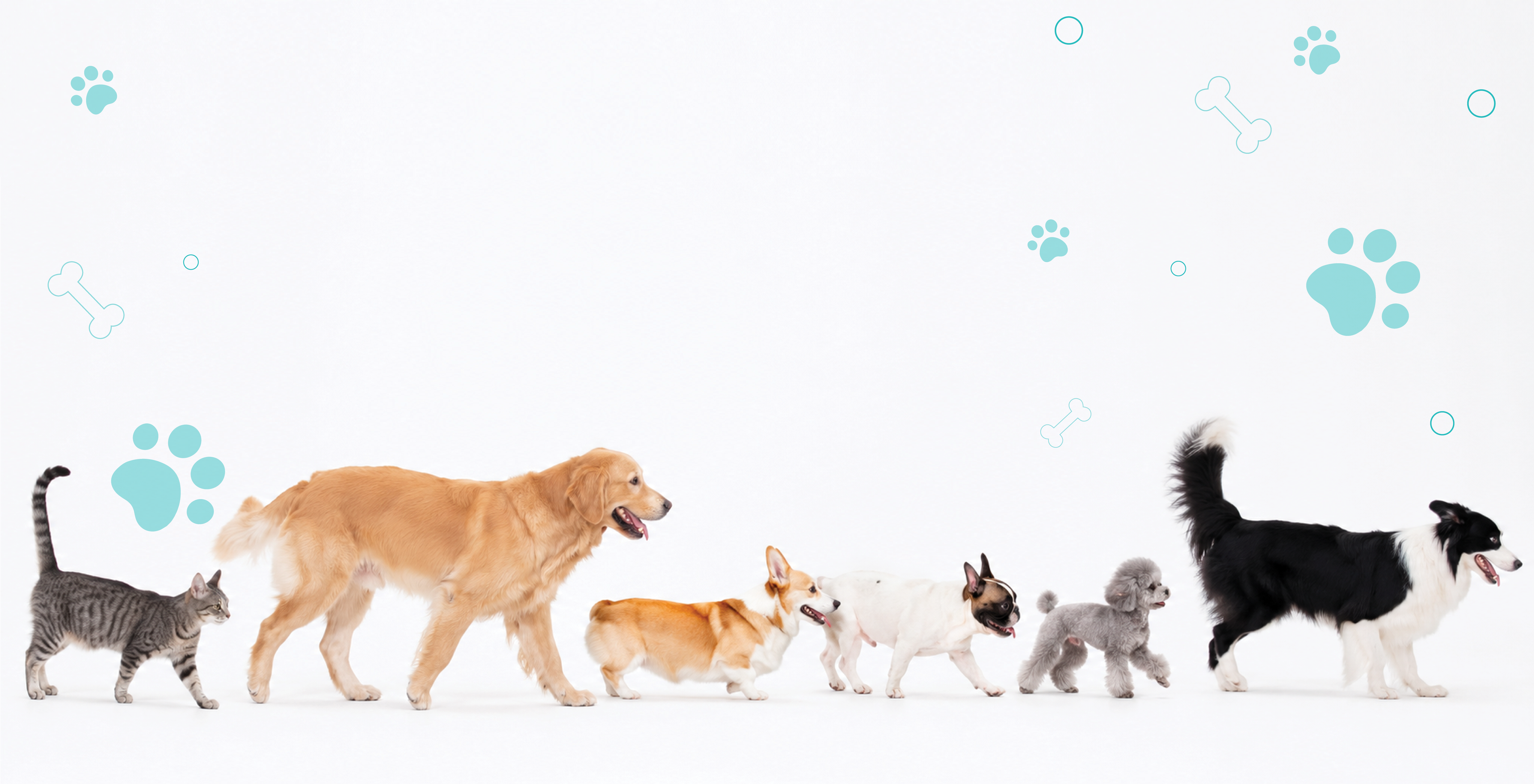 5 nguyên tắc chọn bánh thưởng phù hợp cho thú cưng