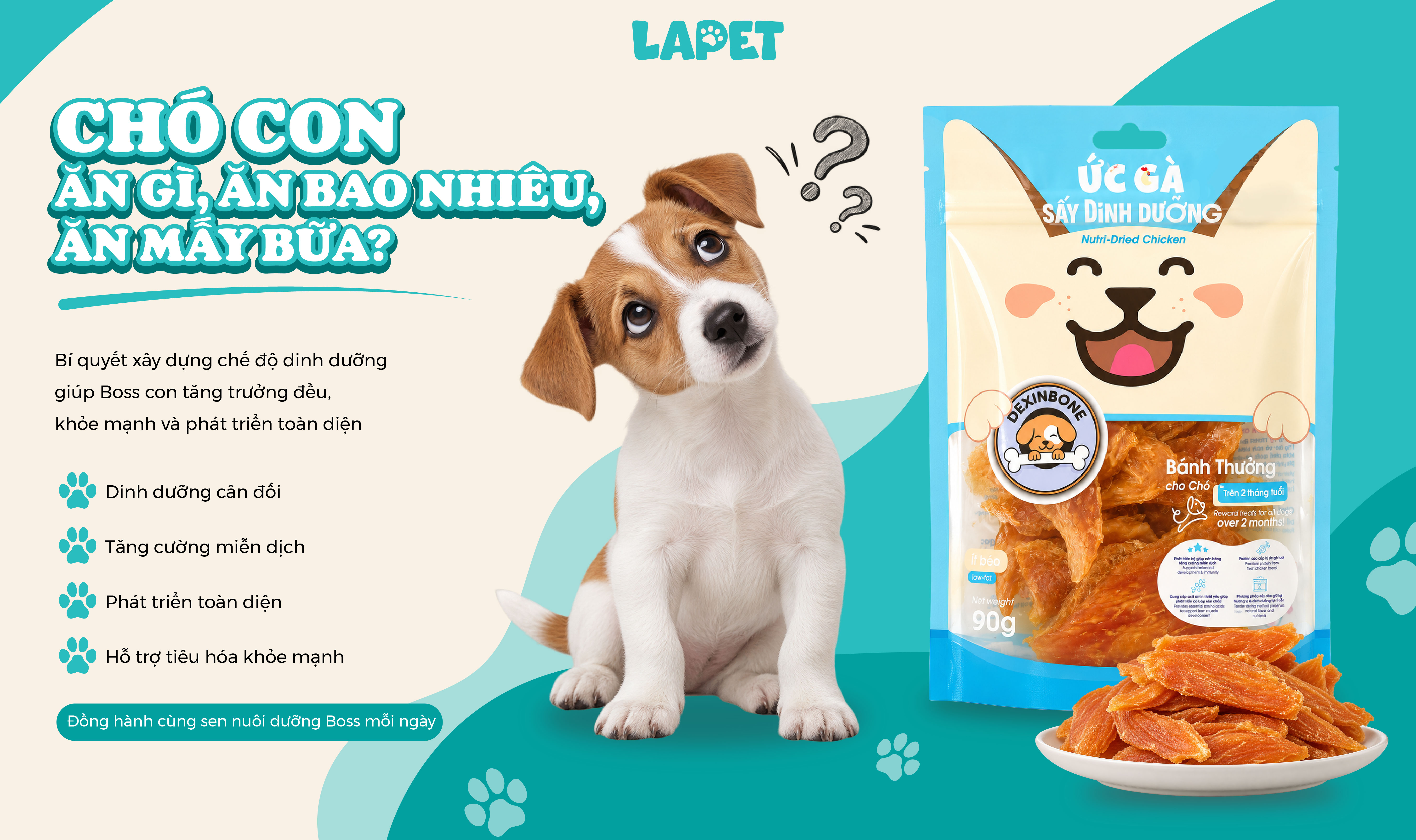  Chó con ăn gì, ăn bao nhiêu, ăn mấy bữa?