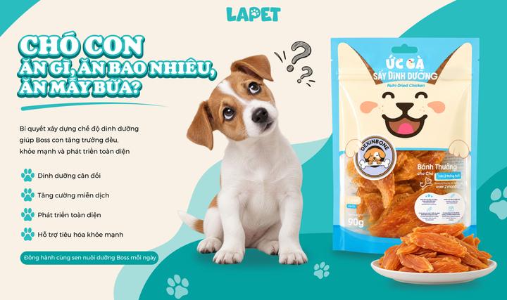  Chó con ăn gì, ăn bao nhiêu, ăn mấy bữa?