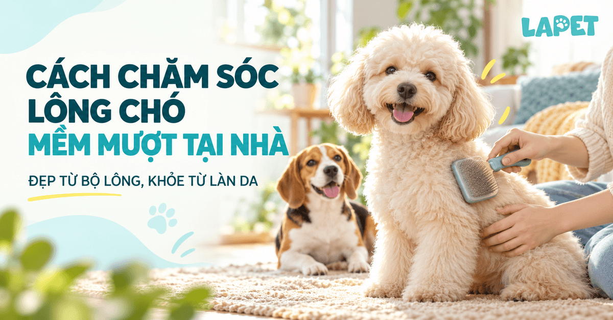 CÁCH CHĂM SÓC LÔNG CHÓ MỀM MƯỢT TẠI NHÀ: ĐẸP TỪ BỘ LÔNG, KHỎE TỪ LÀN DA
