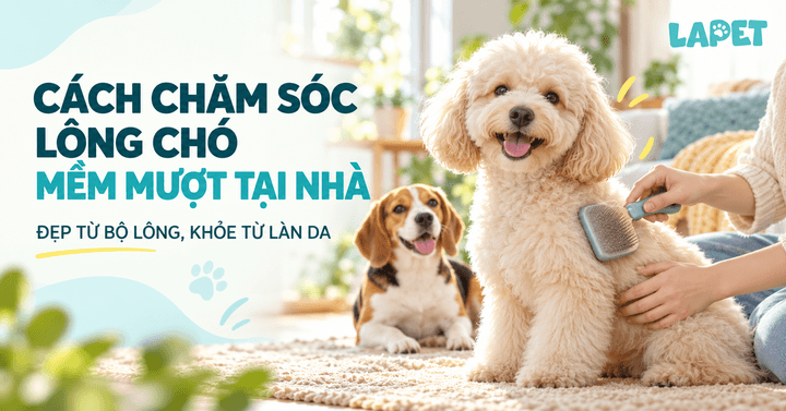CÁCH CHĂM SÓC LÔNG CHÓ MỀM MƯỢT TẠI NHÀ: ĐẸP TỪ BỘ LÔNG, KHỎE TỪ LÀN DA